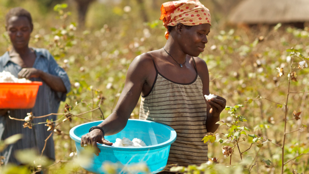 Cotonea: Bio Baumwolle aus Uganda