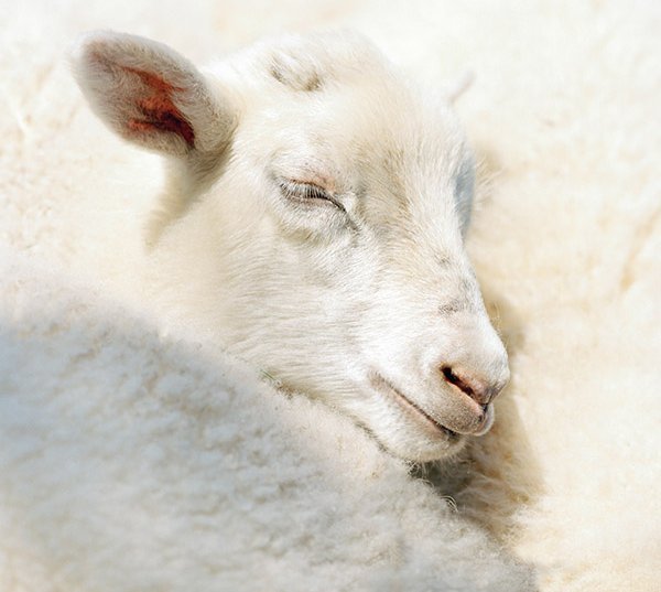 Merino Lambswool - Schurwolle für eine natürliche Thermoregulation
